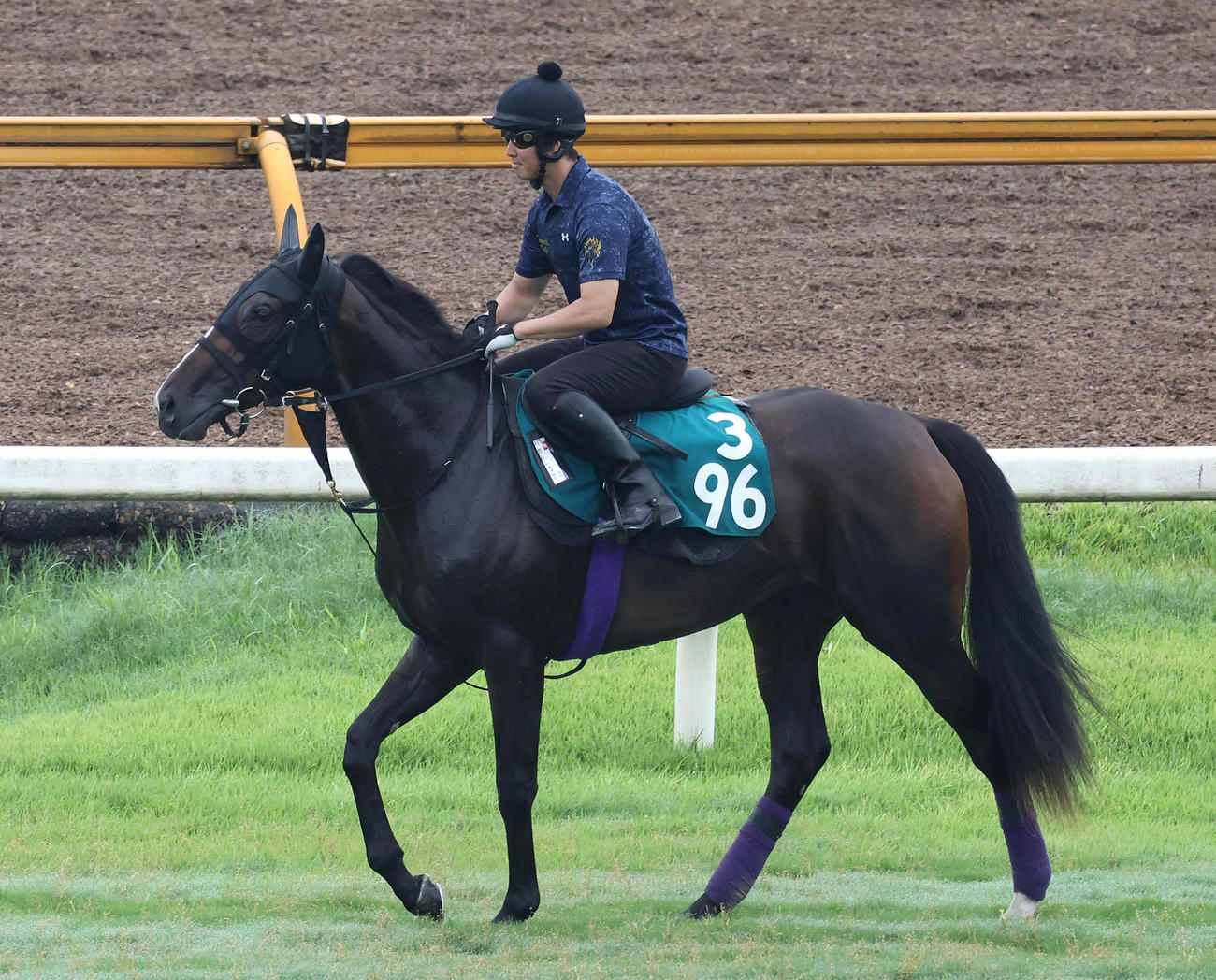 7月10日、芝コースで調教するカムニャック（撮影・白石智彦）