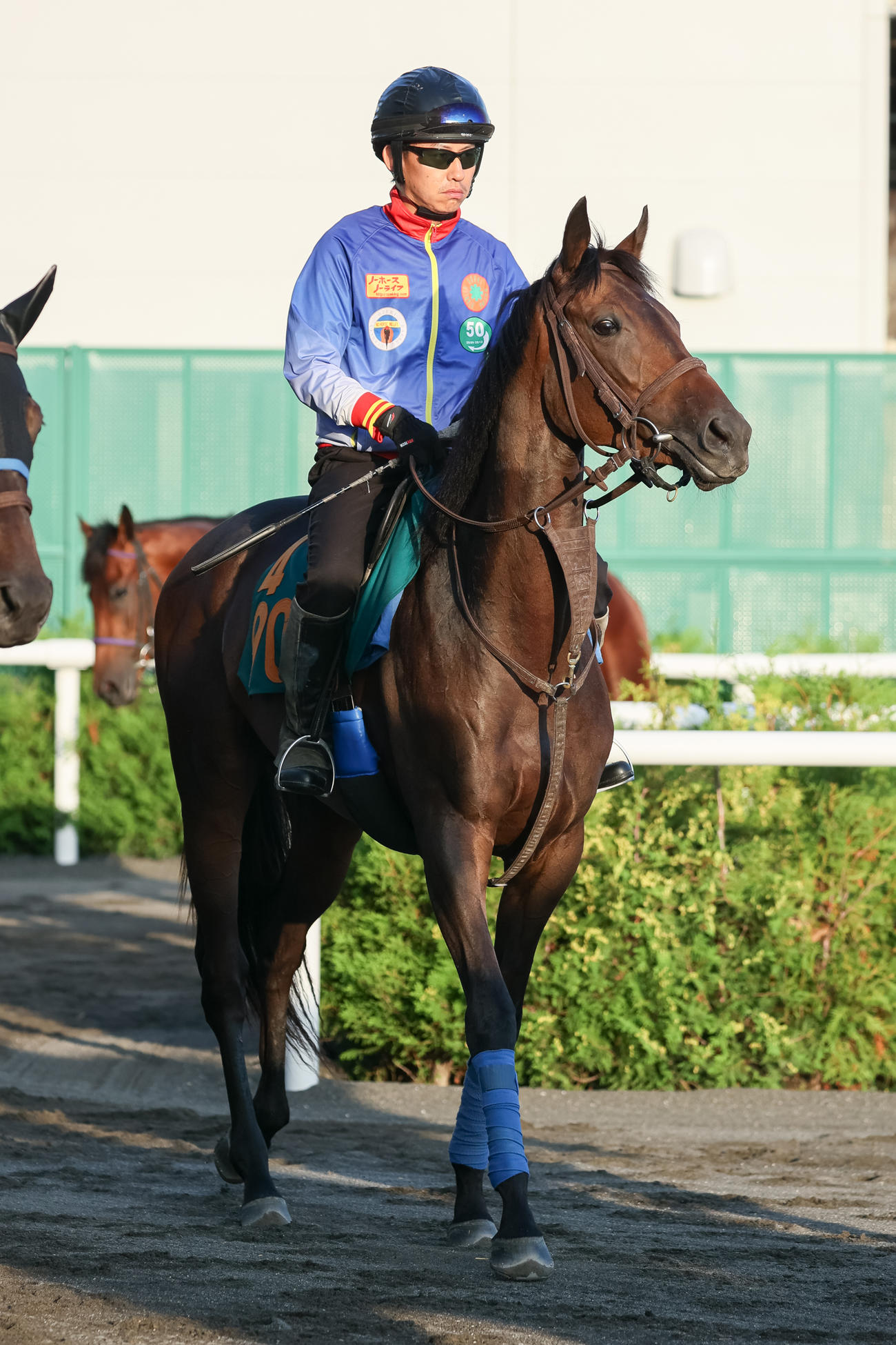 デビューに向け札幌競馬場で調整されるラルガメンテ（撮影・村野早祐）