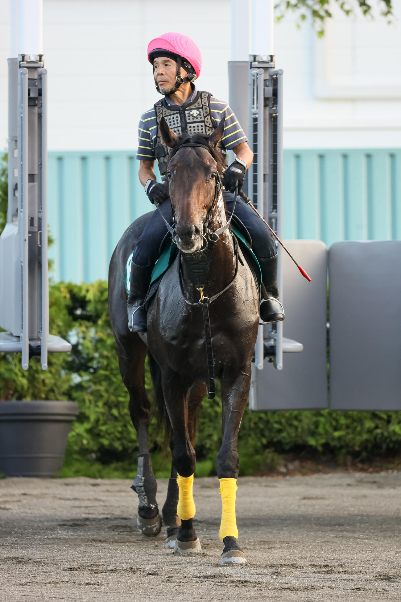 札幌競馬場で調整されるジェットマグナム（撮影・村野早祐）