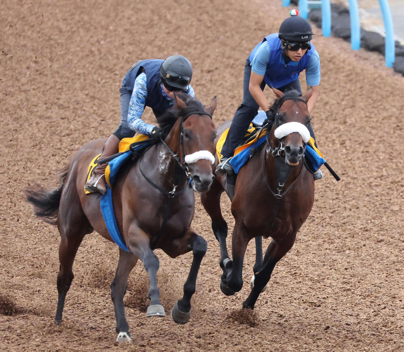 パラレルヴィジョン（右）は美浦ウッドでシャンドゥレールと併せて追い切られた（撮影・丹羽敏通）