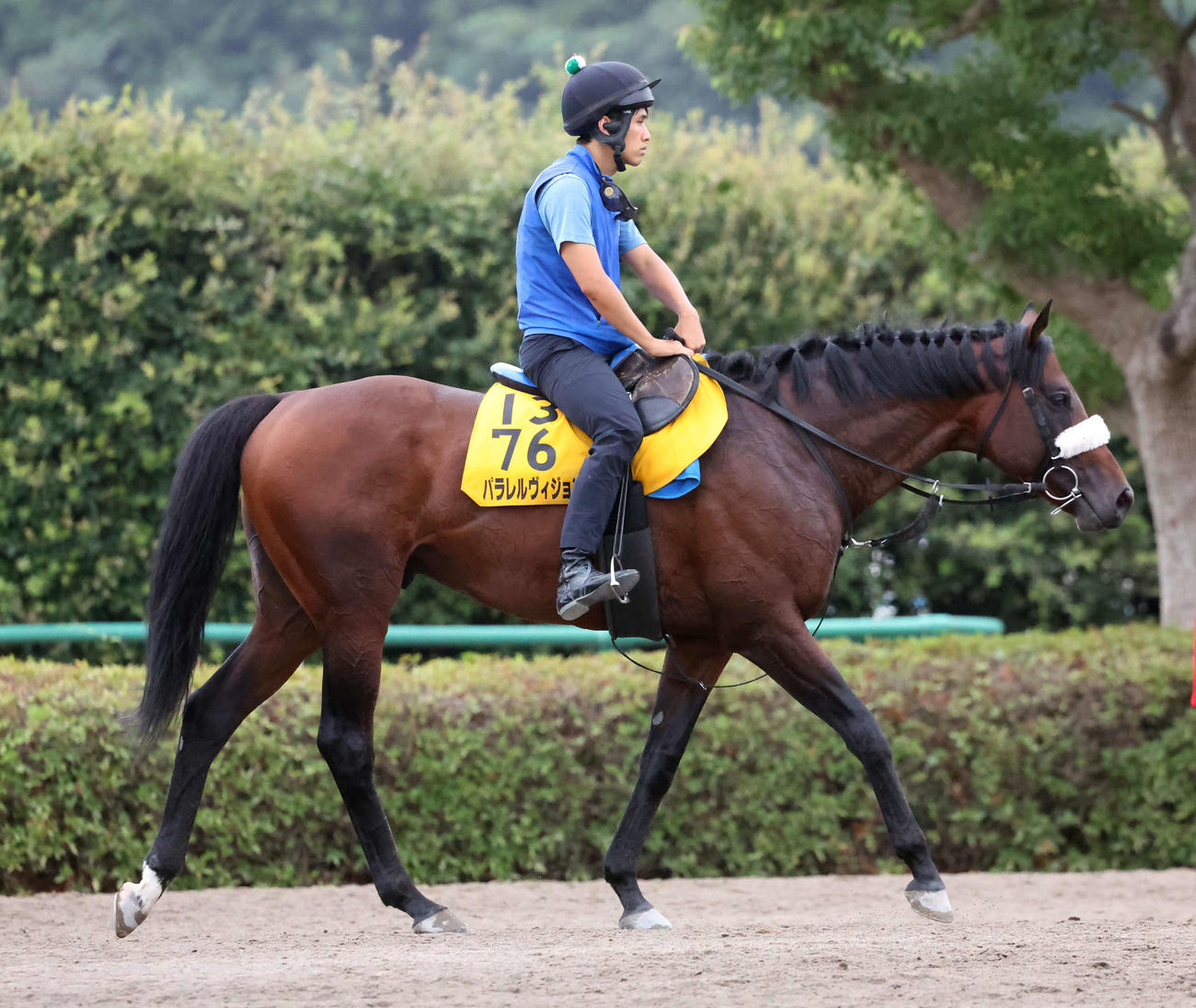 追い切りを終えて馬場を出るパラレルヴィジョン（撮影・丹羽敏通）