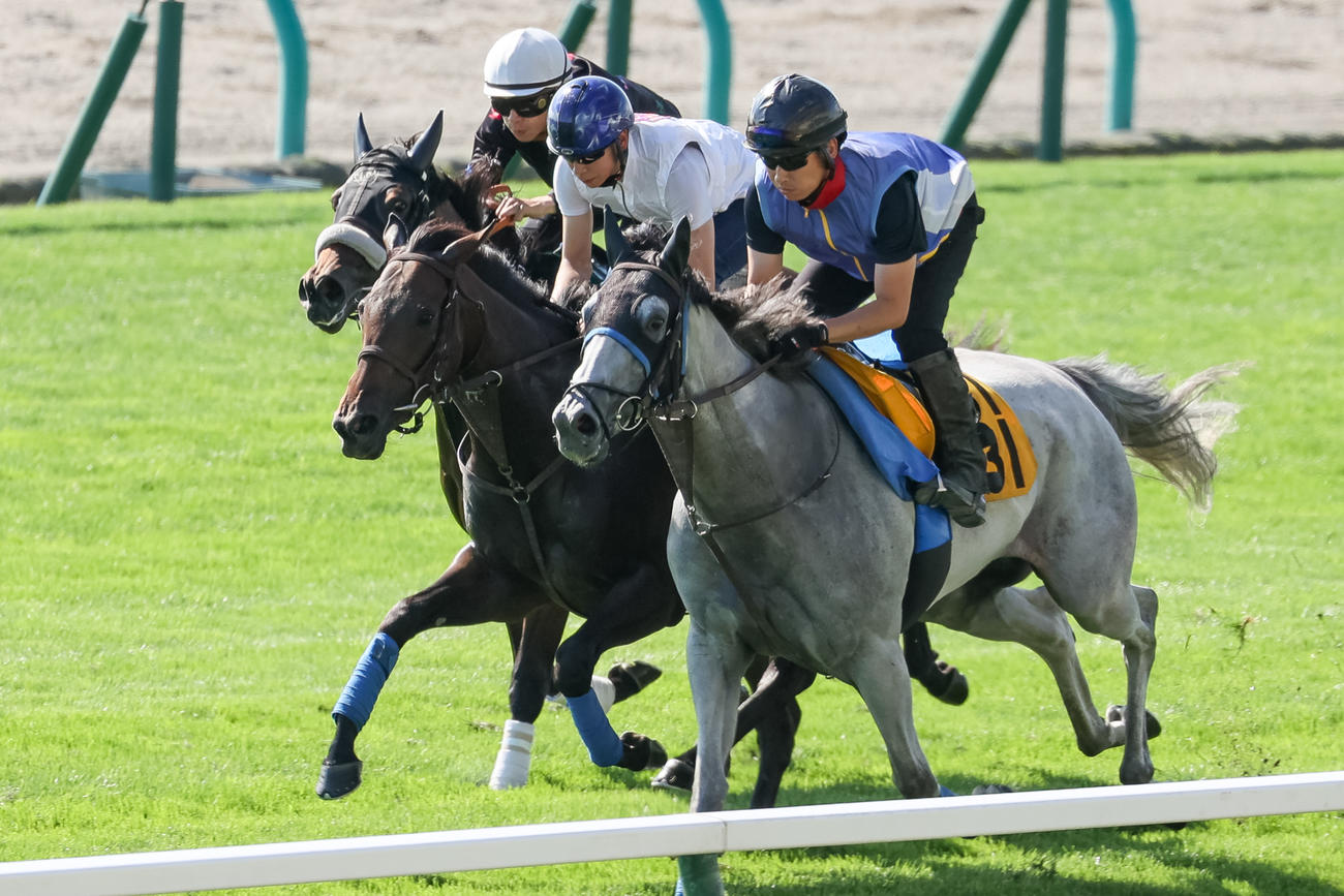 横山武騎手を背に札幌芝コースで追い切られるラルガメンテ（中）（撮影・村野早祐）