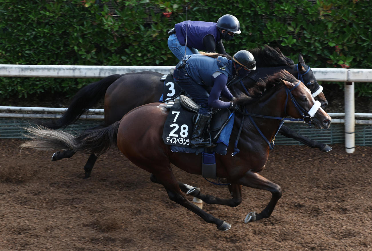 坂路にて併せ馬で追い切るディスペランツァ（手前）