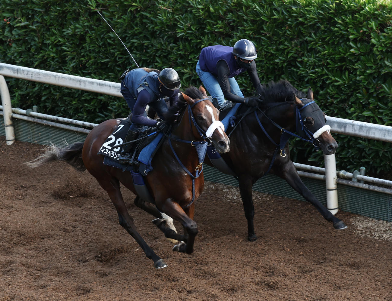 坂路にて併せ馬で追い切るディスペランツァ（左）