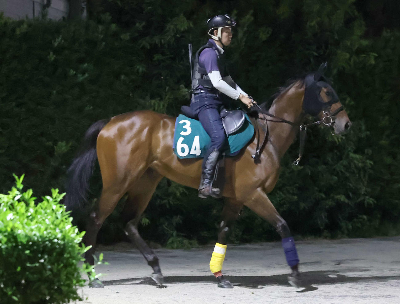 7日、追い切りへ向かうルージュシークエル