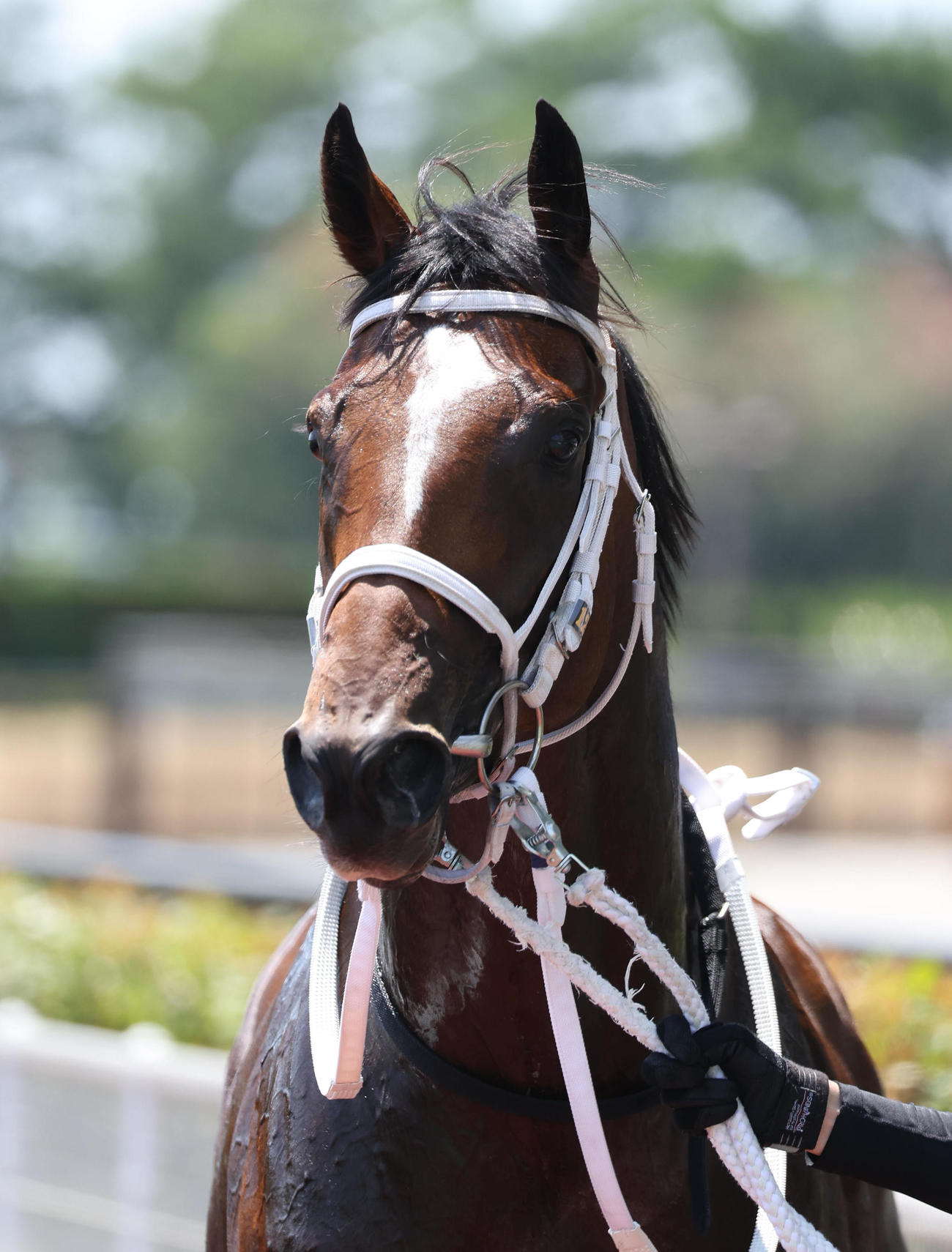 中京5R新馬戦を快勝したエイシンワンド（撮影・白石智彦）