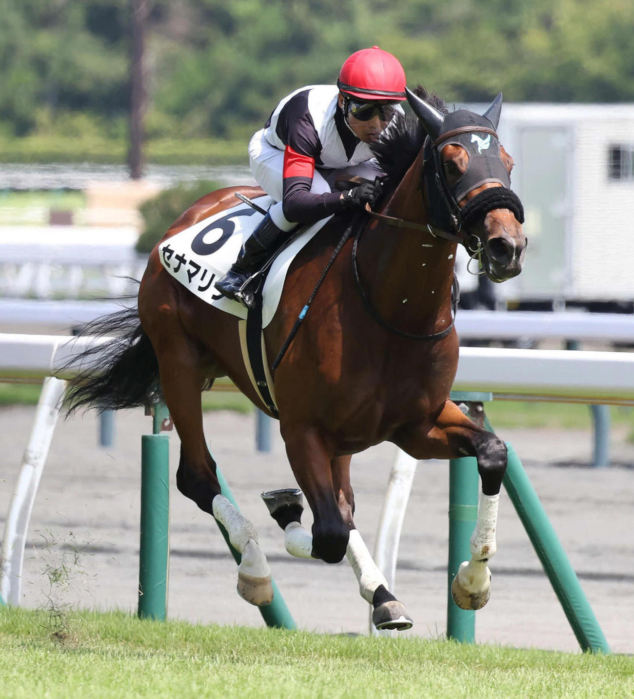 4馬身差をつけ新馬戦を快勝したセナマリンと戸崎騎手（撮影・丹羽敏通）