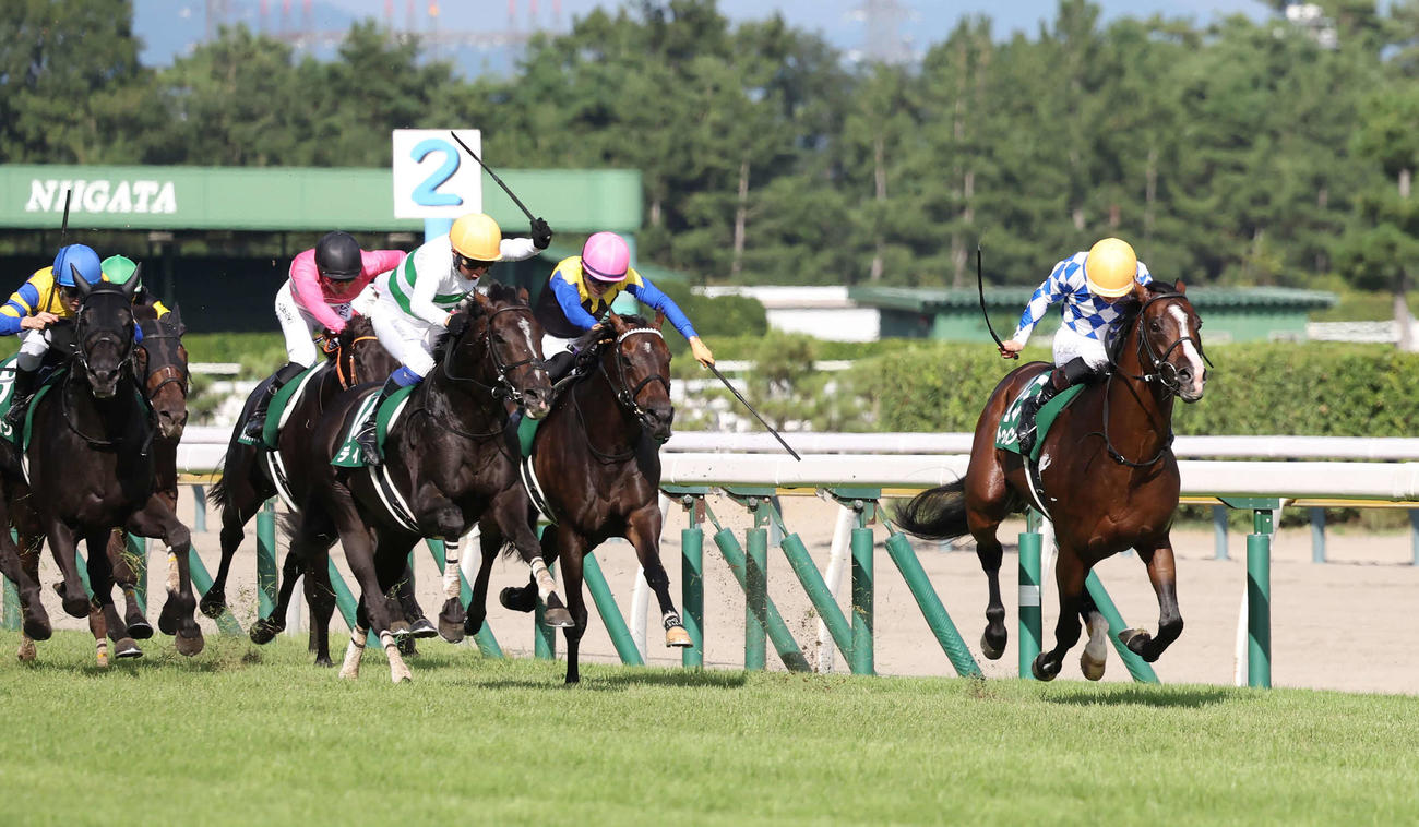 新潟11R、関屋記念を制したトゥードジボンと松山騎手（右端）（撮影・丹羽敏通）