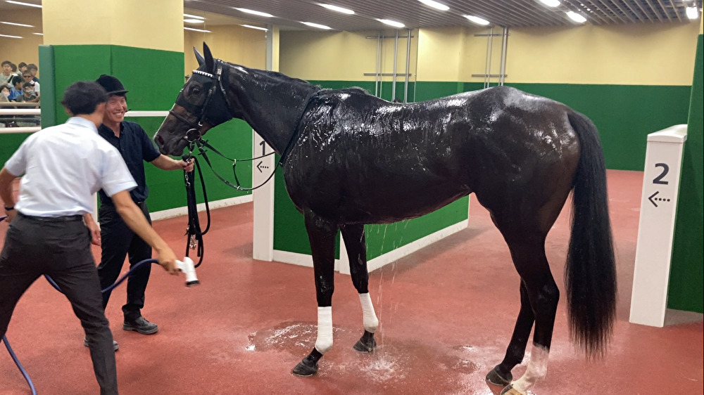新馬勝ち後にシャワーで汗を流したカムニャック（撮影・太田尚樹）