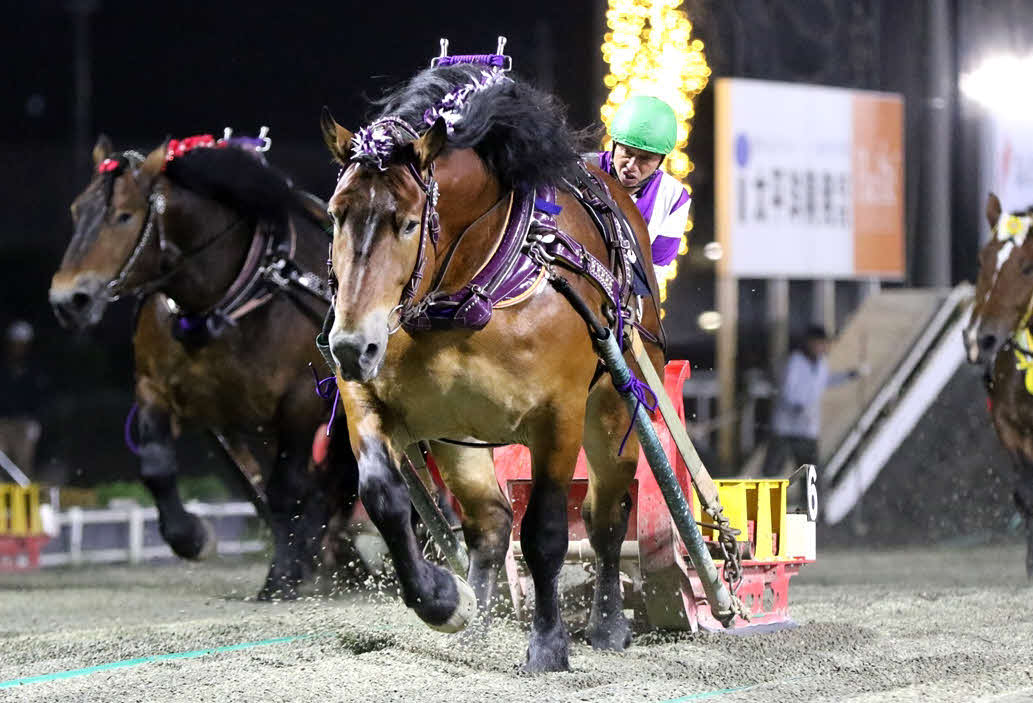 ばんえいグランプリ4連覇を達成したメムロボブサップと阿部武臣騎手（写真提供・ばんえい十勝）
