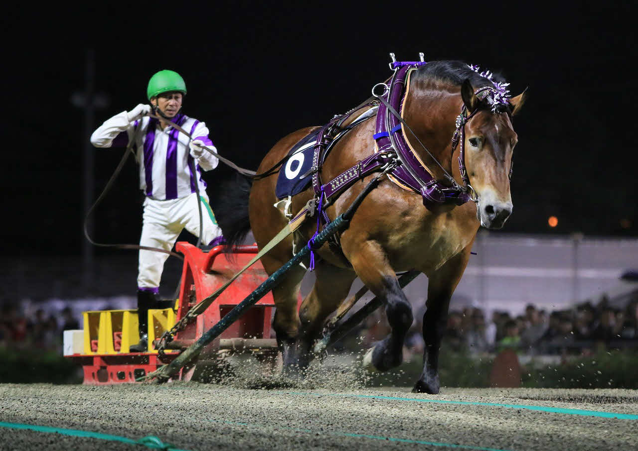 ばんえいグランプリ4連覇を達成したメムロボブサップと阿部武臣騎手（写真提供・ばんえい十勝）