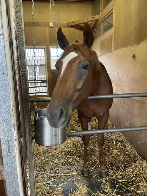 【札幌便り】“神の孫”の子カミノレアルはくりんとしたかわいい目が印象的です - 2歳馬特集 | 競馬 : 日刊スポーツ
