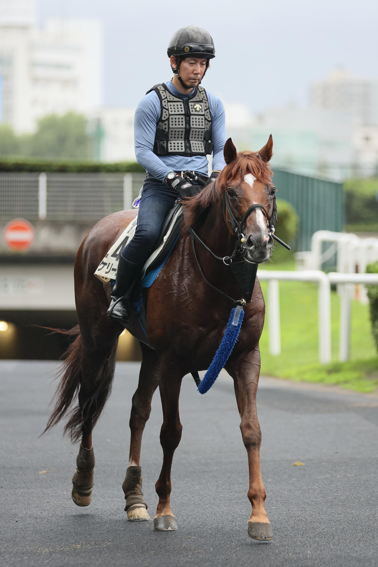 札幌競馬場で調整するボッケリーニ（撮影・村野早祐）