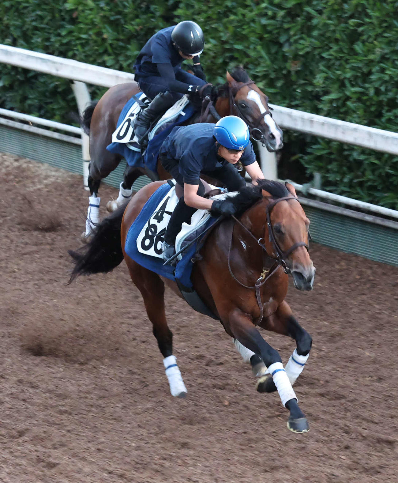坂路で併せ馬で追い切るキタノエクスプレス（手前）（2024年8月8日撮影）