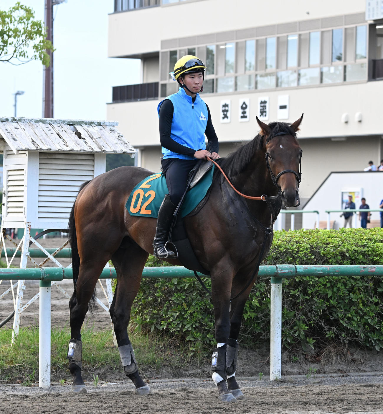 乗り運動するジャナドリア（2024年7月30日撮影）