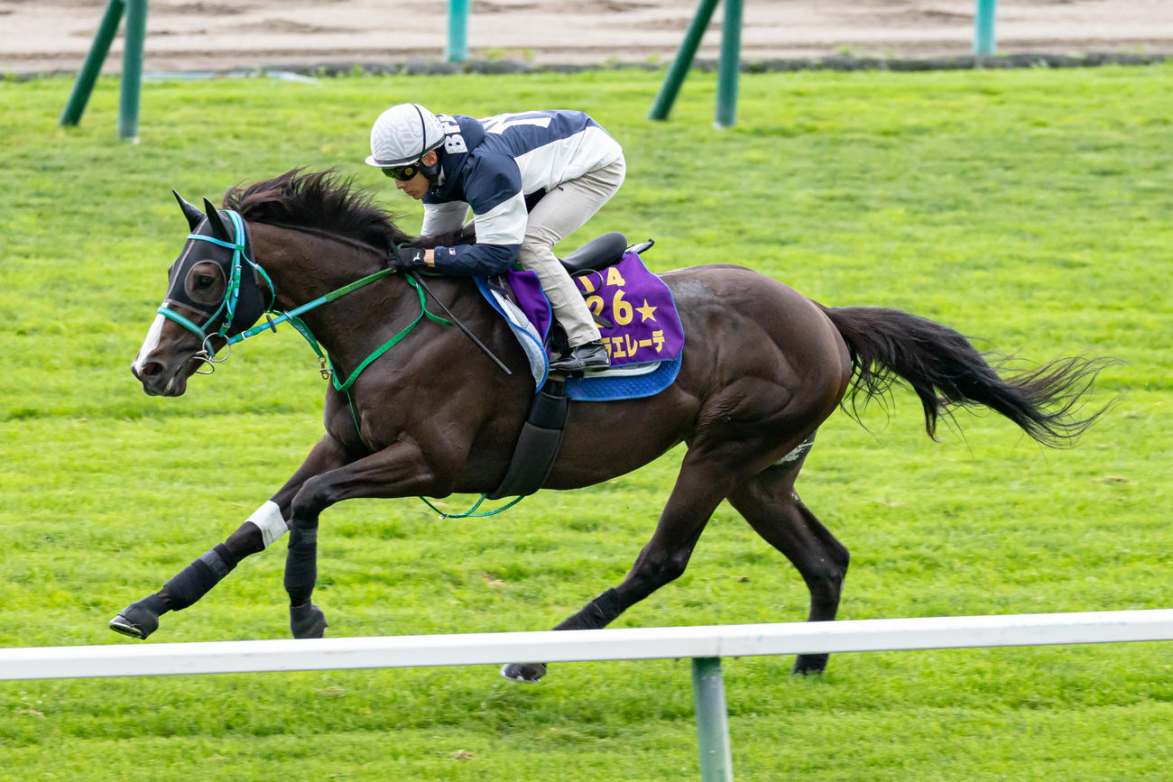 藤岡騎手を背に札幌芝コースで追い切られるドゥラエレーデ（撮影・村野早祐）