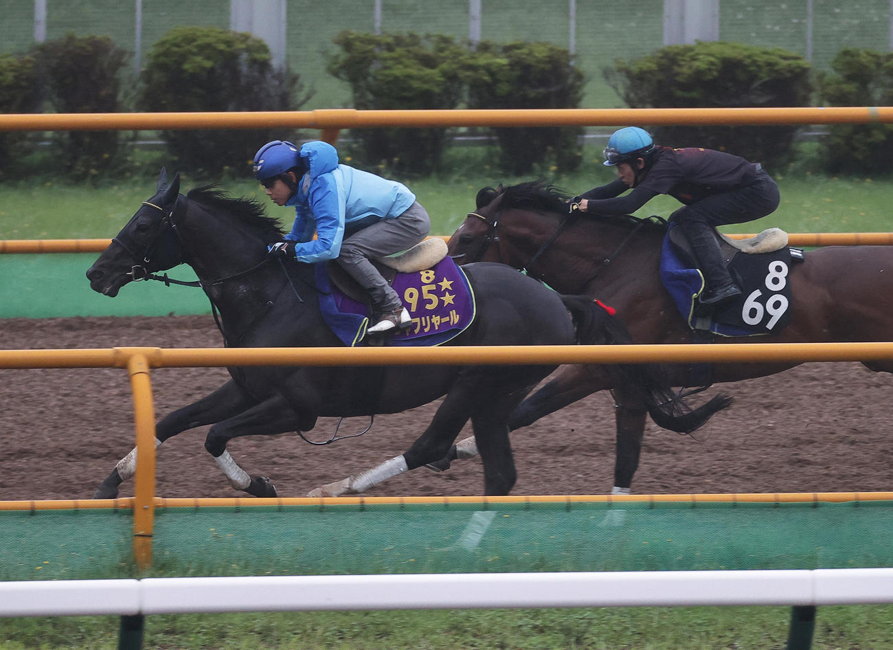 函館ウッドを併せ馬で追い切るシャフリヤール（左）