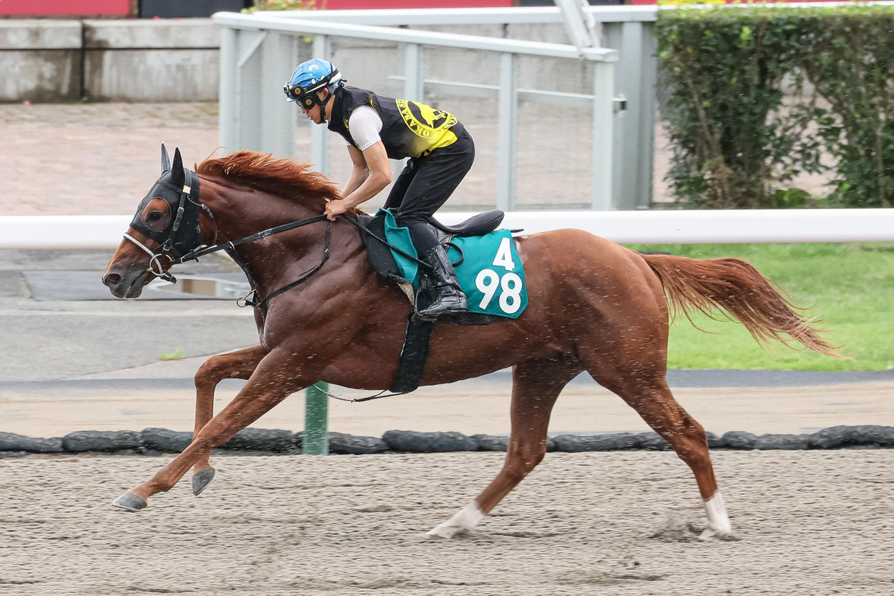 菱田騎手を背に札幌ダートコースで追い切られるカミノレアル（撮影・村野早祐）