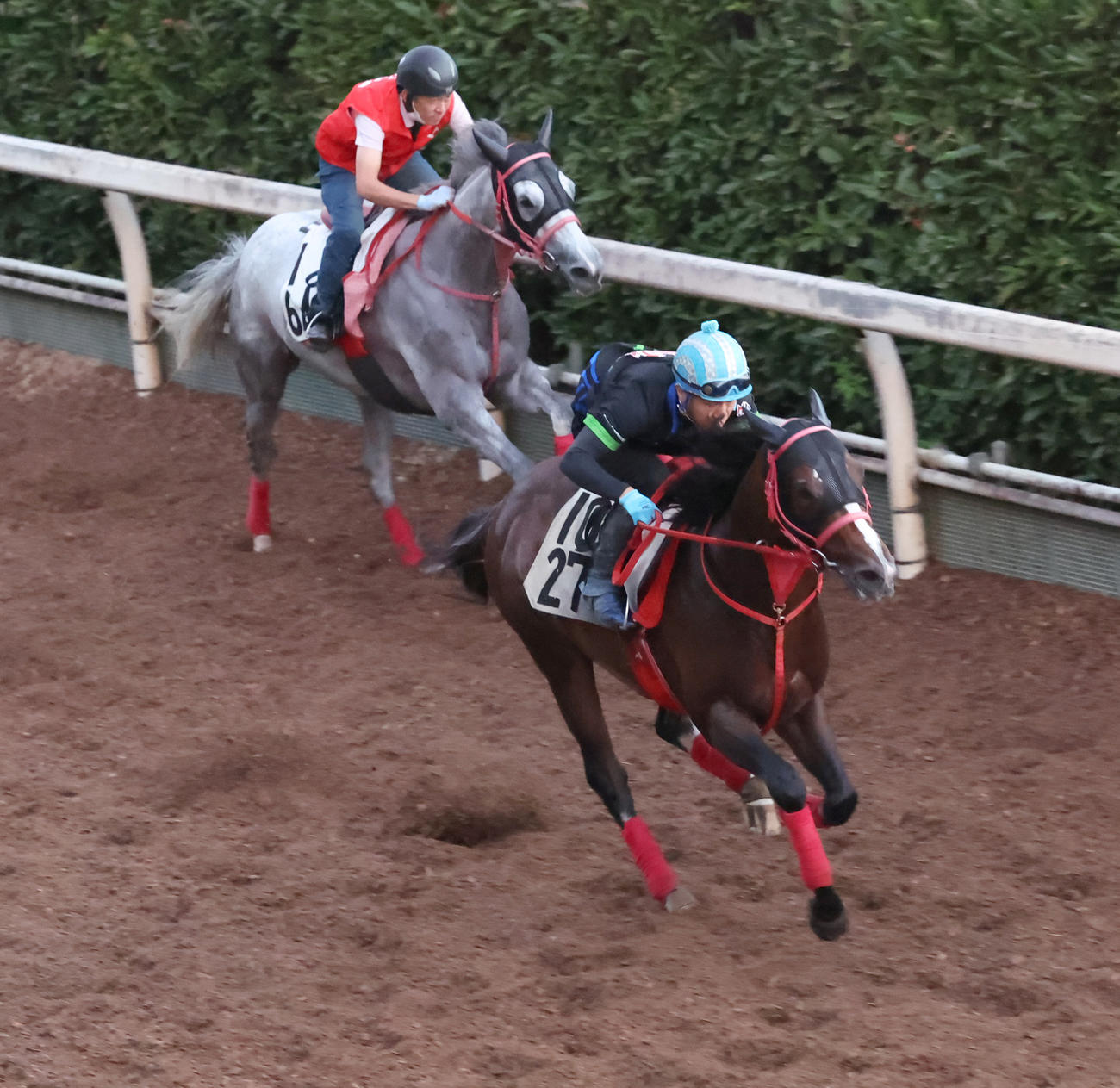 坂路を併せ馬で追い切るスズハローム（右）