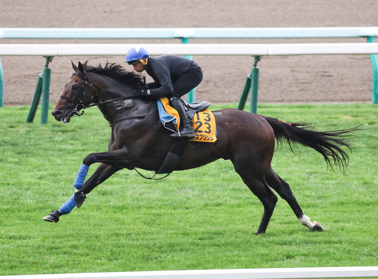 岩田康騎手を背に札幌芝コースで追い切られるノースブリッジ