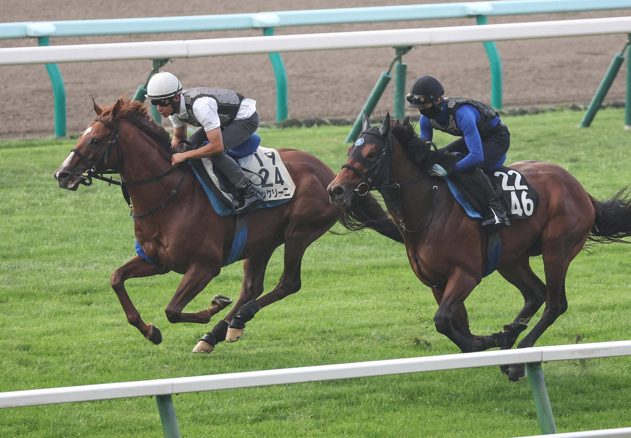 浜中騎手を背に、ボッケリーニ（左）は札幌芝コースで併せ馬で追い切られた