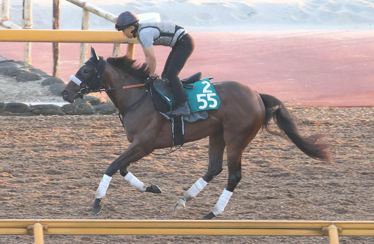 14日にCウッドで追い切ったハリウッドメモリー