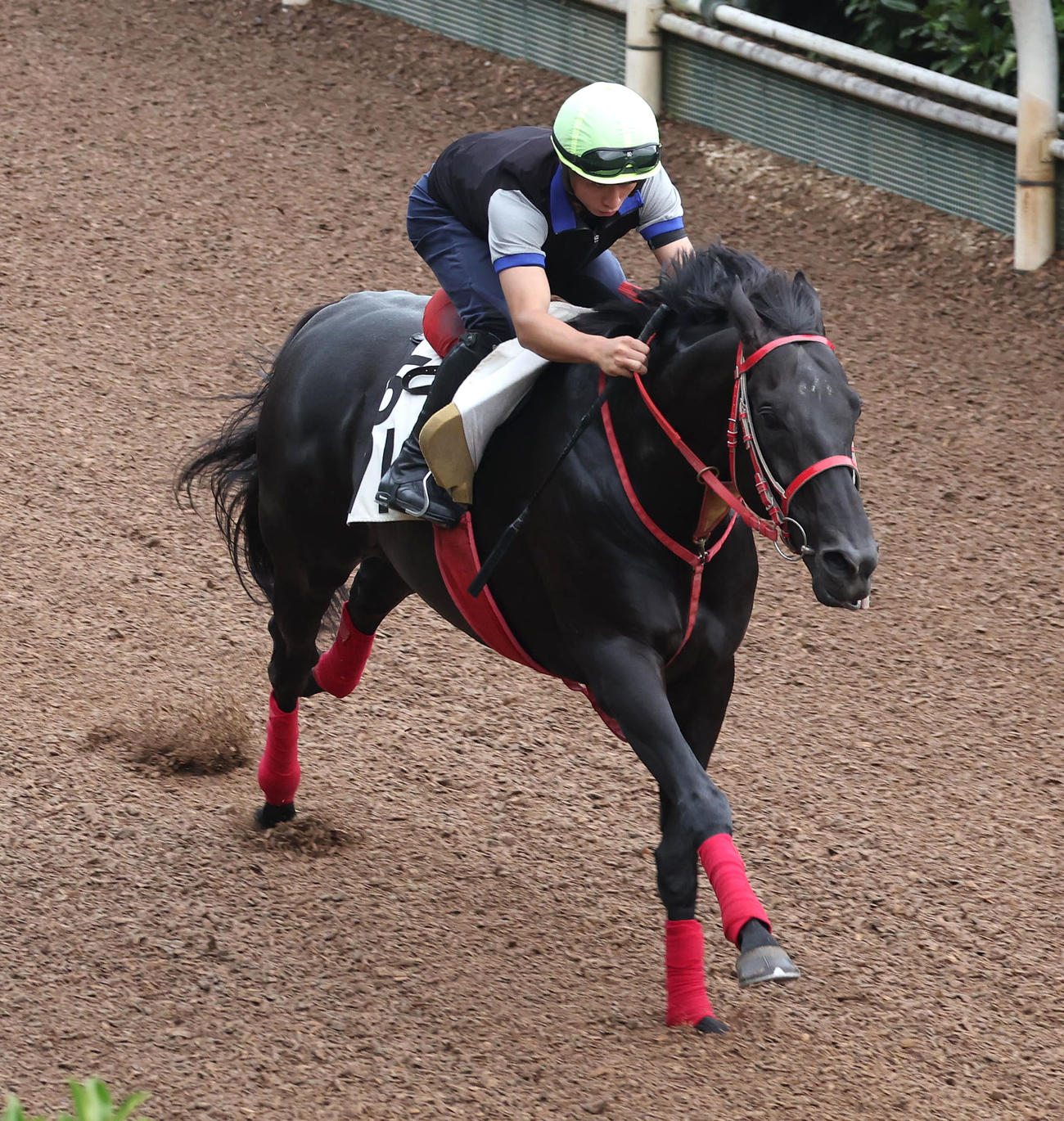 吉村騎手を背に坂路を単走で追い切るグレイトゲイナー（撮影・白石智彦）