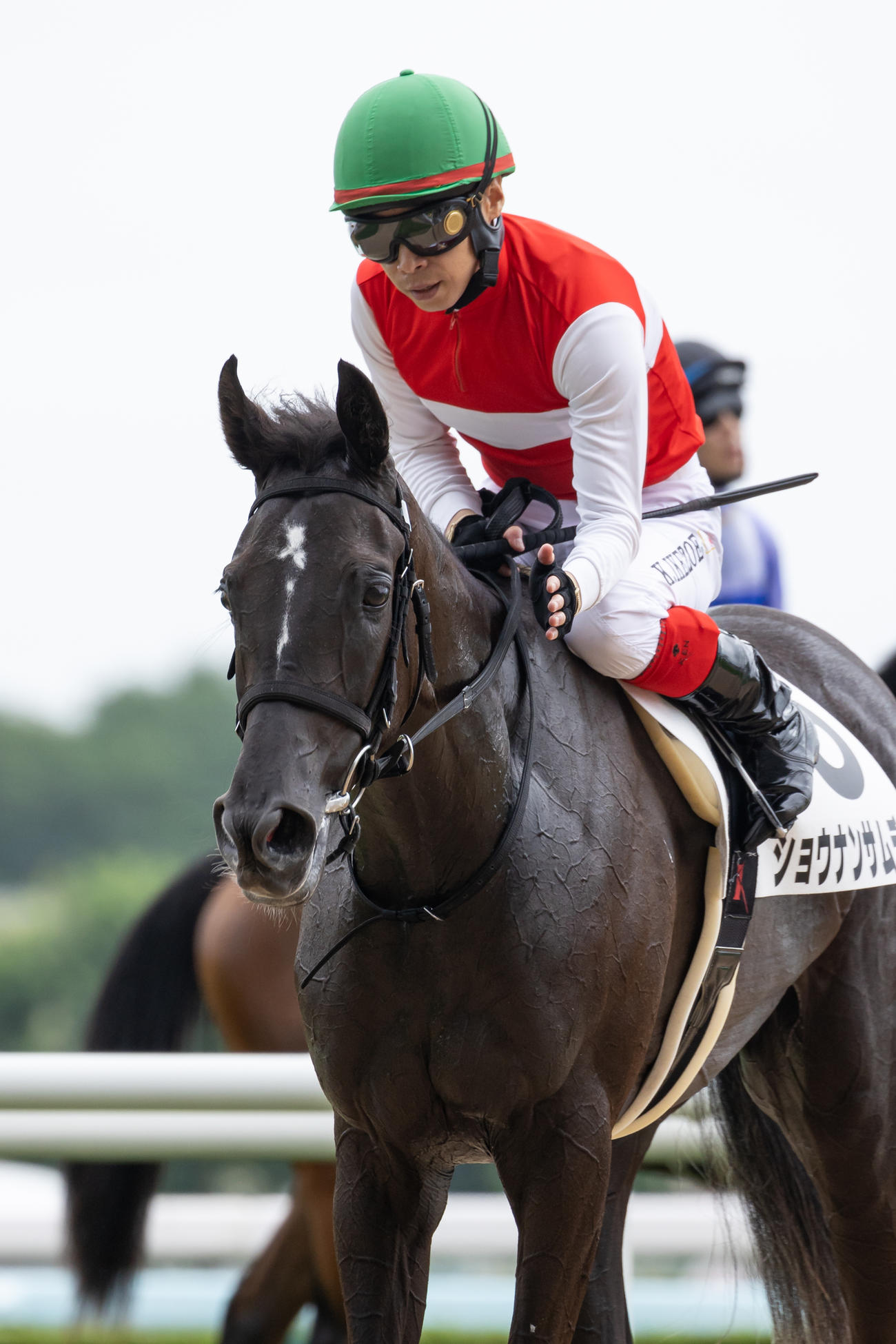 2歳未勝利を制したショウナンサムデイと池添騎手（撮影・村野早祐）