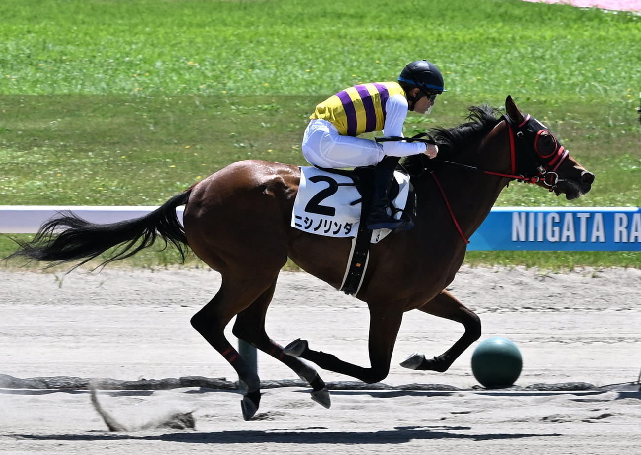新潟第3R、2歳未勝利戦を制したニシノリンダと原騎手（撮影・千葉一成）