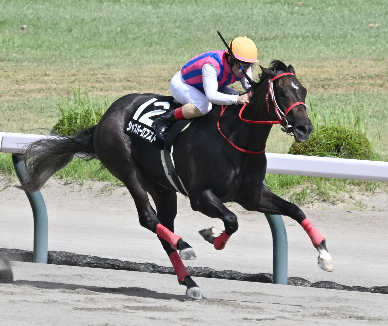 新潟9R瀬波温泉特別を制したジャスパーロブストとC・ルメール騎手（撮影・千葉一成）
