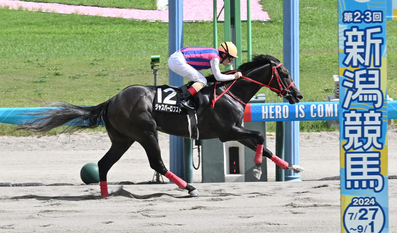 新潟第9R瀬波温泉特別を制したジャスパーロブストとC・ルメール騎手（撮影・千葉一成）