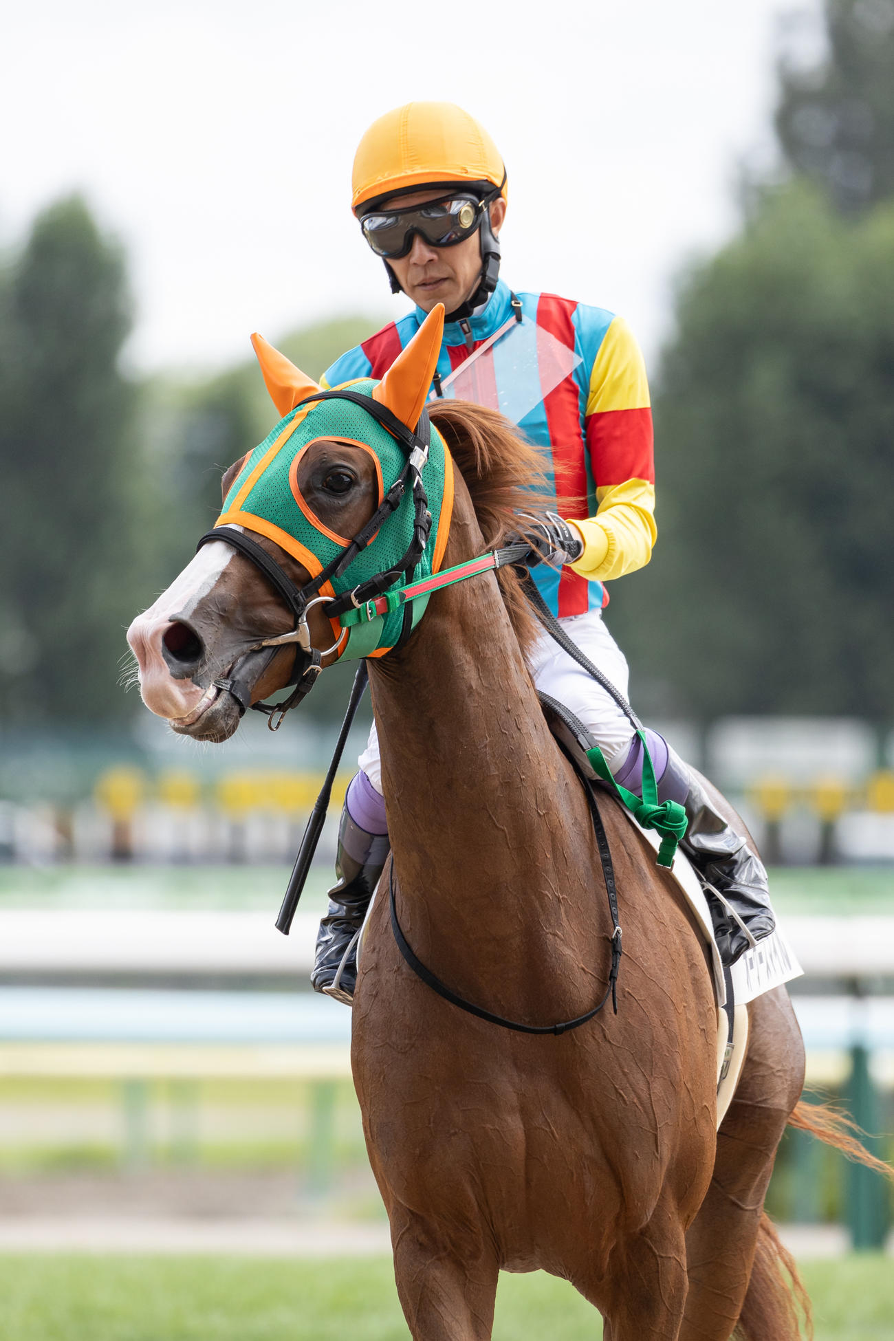 2歳未勝利を制したオーケースマイルと武豊騎手（撮影・村野早祐）