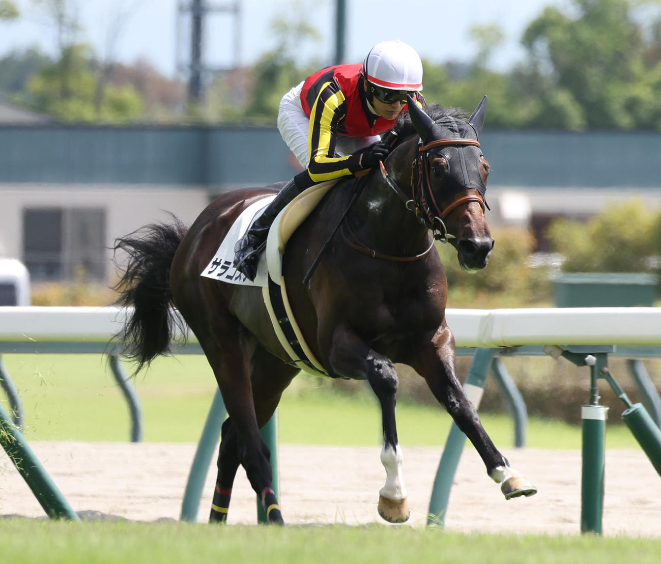 中京3R、逃げ切って2歳未勝利を快勝したサラコスティ（撮影・白石智彦）