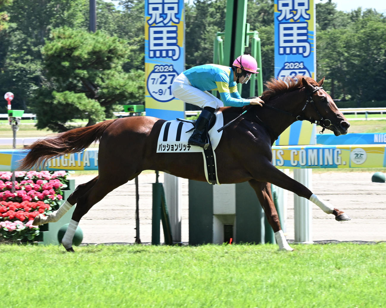 新潟5R新馬戦を制したパッションリッチと菅原明騎手（撮影・千葉一成）