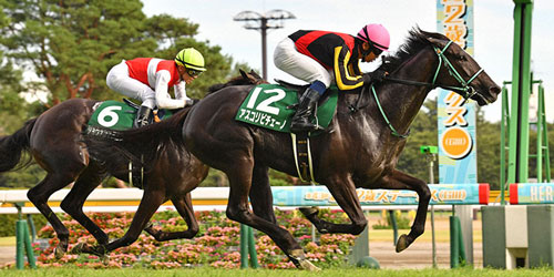 新潟2歳Sを制したアスコリピチェーノ（右）、2着ショウナンマヌエラ（撮影・柴田隆二）＝2023年8月27日、新潟競馬場