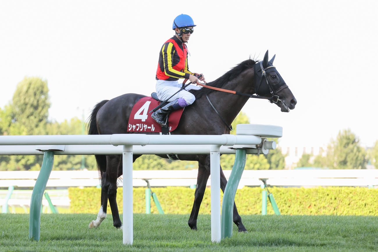 5着に敗れたシャフリヤールと武豊騎手（撮影・村野早祐）