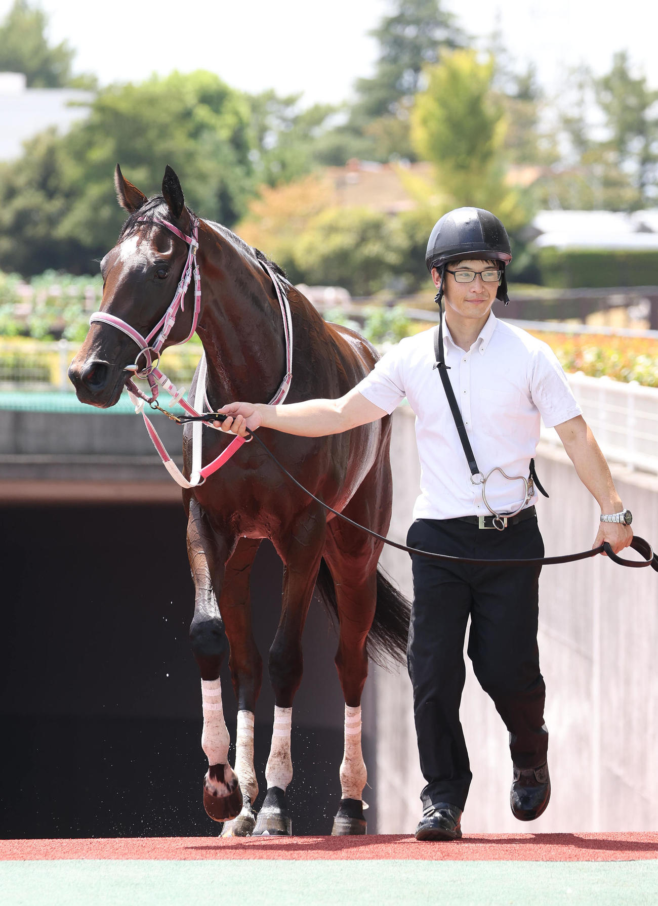 中京5R、新馬戦を制したビップデイジー（撮影・白石智彦）