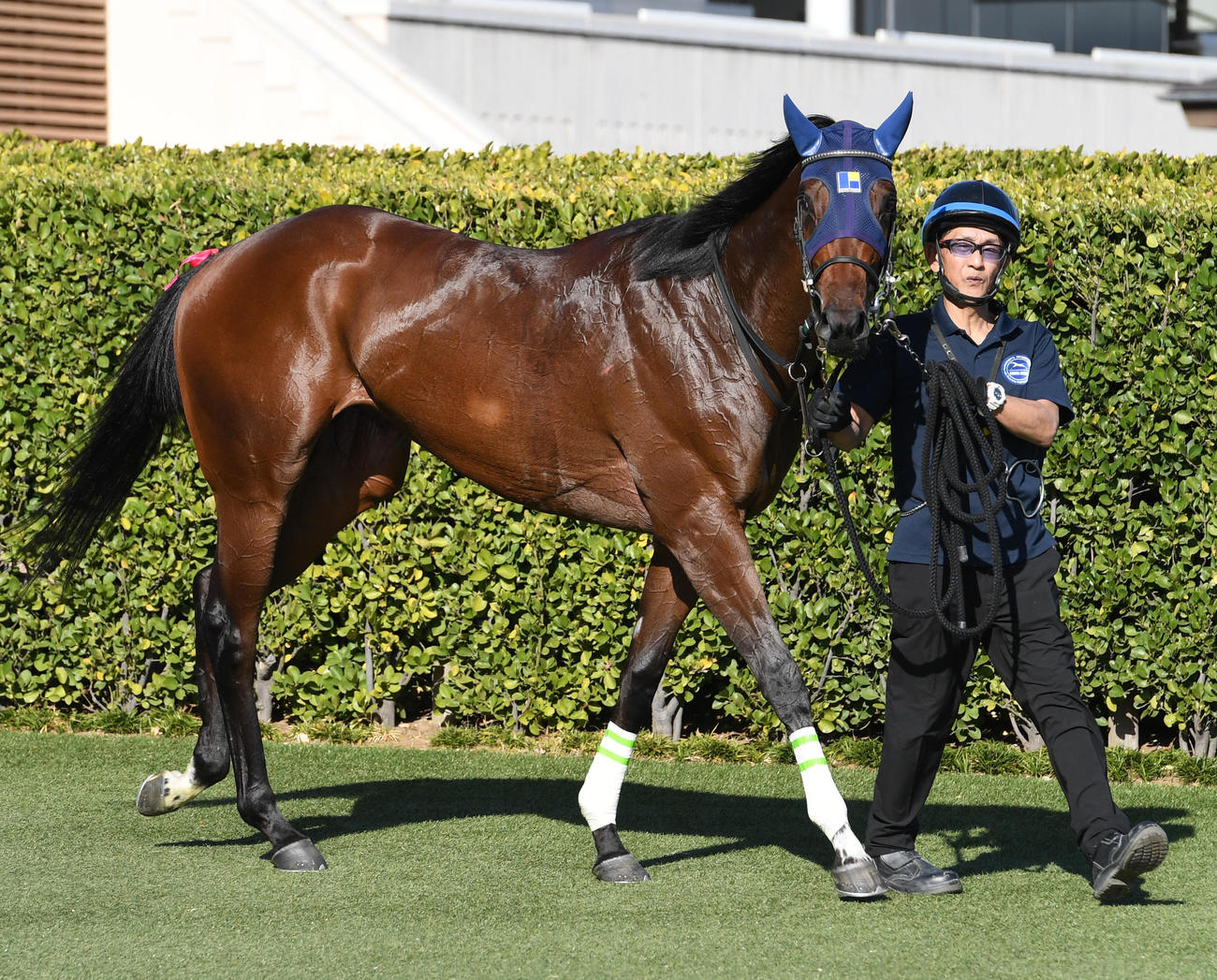 新馬戦を制したドリーミーデイ（2023年12月撮影）