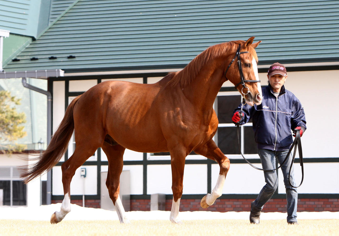 静内種馬場で過ごすイシノサンデー（2015年3月撮影）