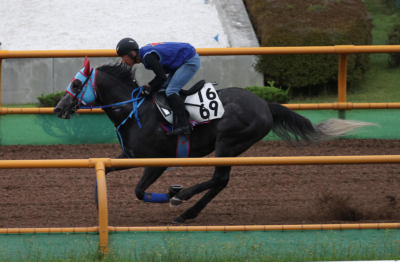 函館ウッドチップコースで追い切られるビッグシーザー