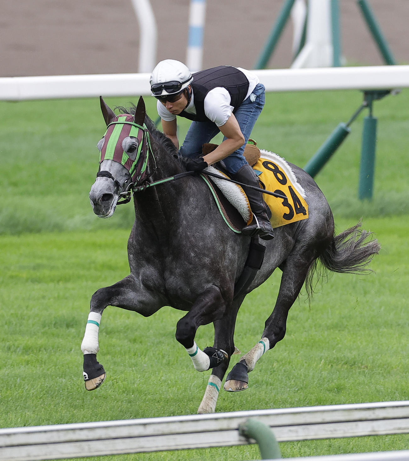 大野拓弥騎手を背に函館芝コースで追い切られるシュバルツカイザー