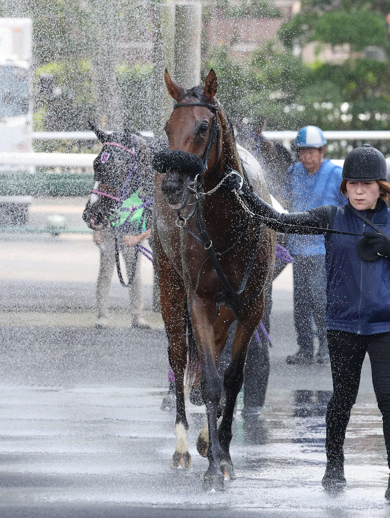 24年7月13日、新馬戦を制してシャワーを浴びるキタノクニカラ