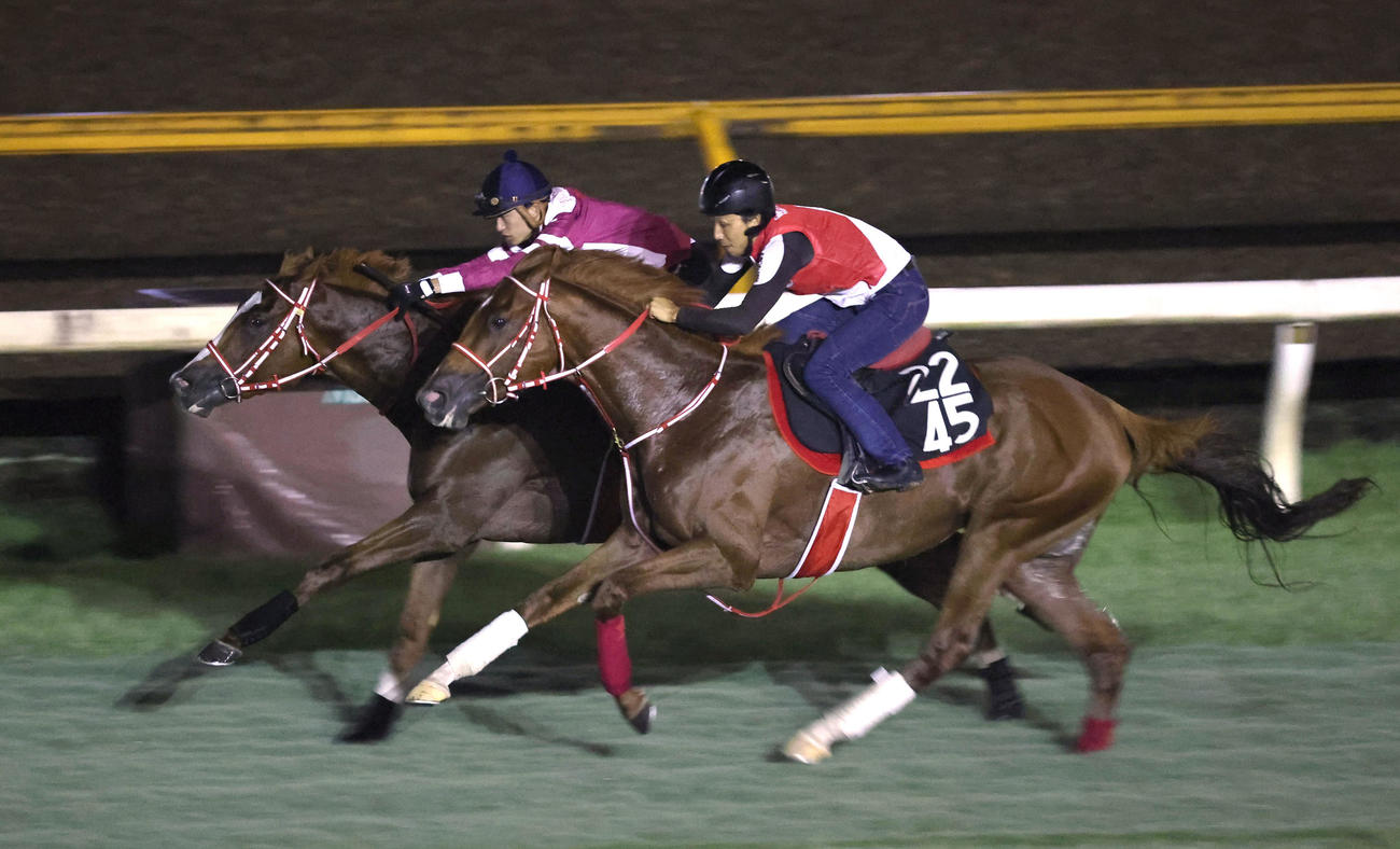 坂井騎手を背に芝コースをラファミリア（右）と併せ馬で追い切るシンエンペラー（撮影・白石智彦）