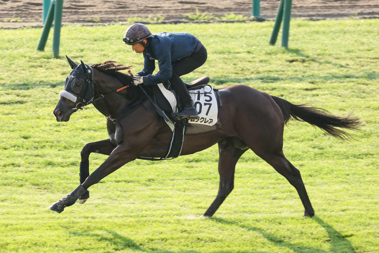 長谷川師を背に札幌芝コースで追い切られるナムラクレア（撮影・村野早祐）