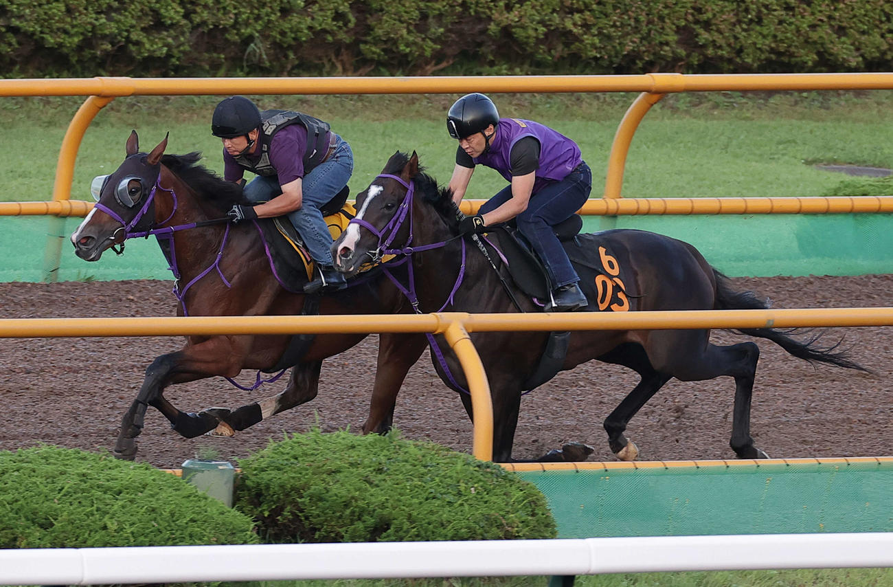 函館ウッドチップコースで、併せ馬で追い切られるモリノドリーム（左）