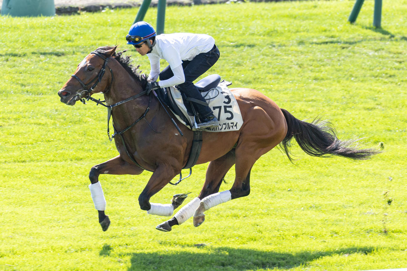 武豊騎手を背に札幌芝コースで追い切られるオオバンブルマイ（撮影・村野早祐）