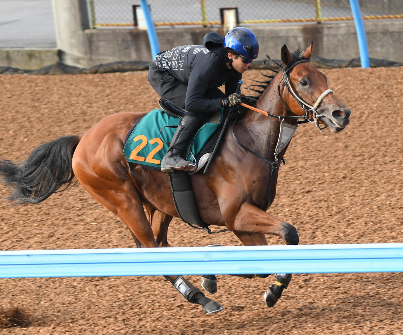 三浦騎手を背に追い切るスターウェーブ（撮影・柴田隆二）