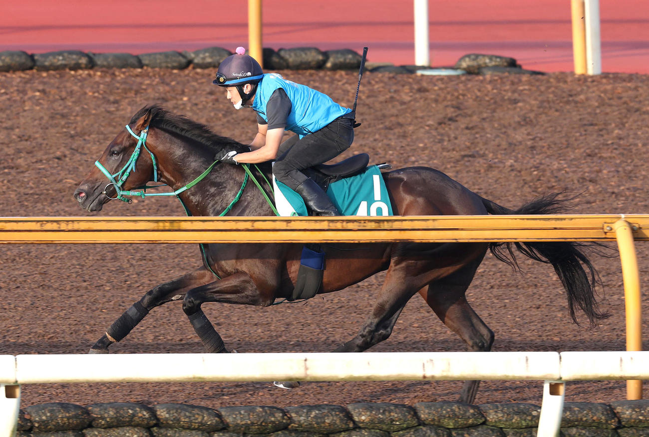 Cウッドを単走で追い切るトータルクラリティ（撮影・白石智彦）