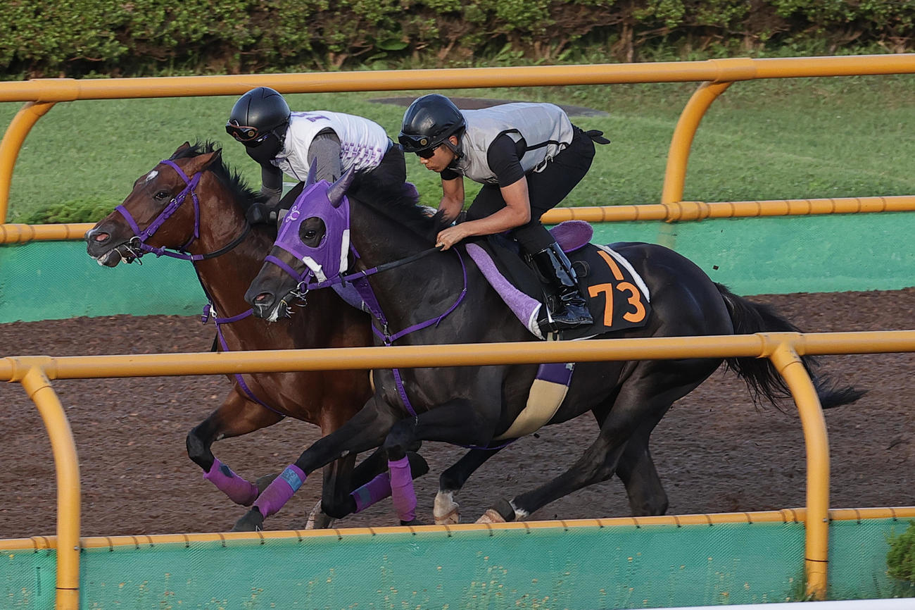 函館ウッドチップコースで、併せ馬で追い切られるトルショー（奥）