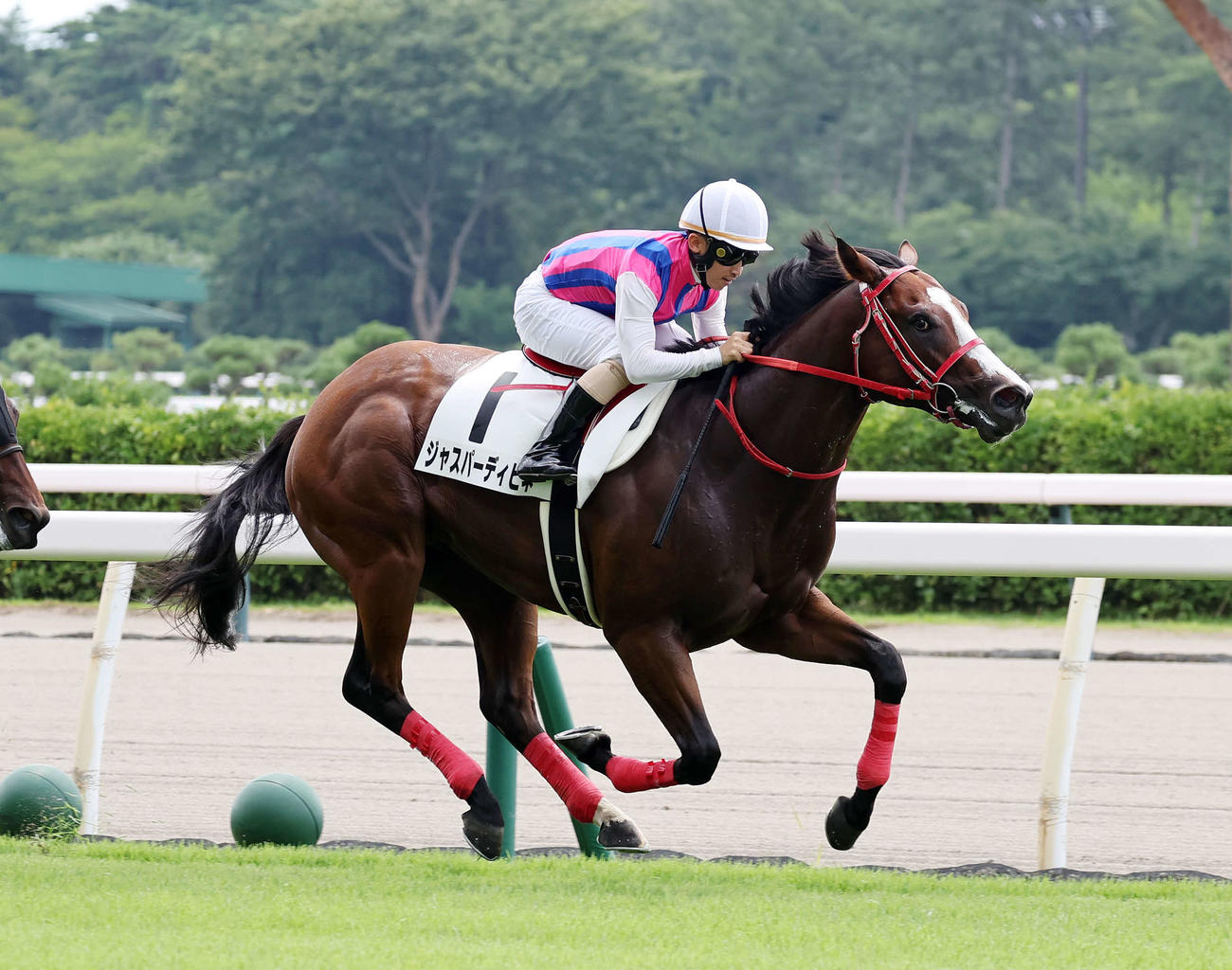 ジャスパーディビネ（2024年7月27日撮影）
